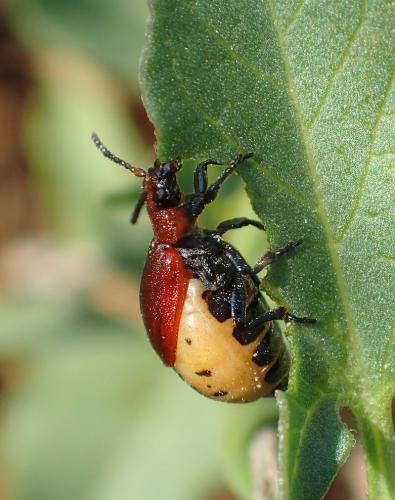 Emarhopa rufa